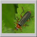 Cantharis pellucida - Weichkkaefer 03.jpg